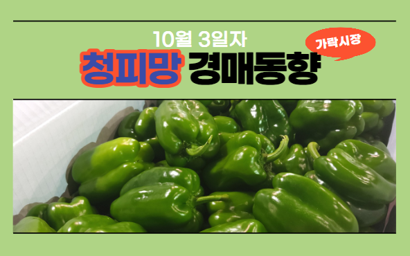  [경매사 일일보고] 10월 3일자 가락시장 청피망 경매동향을 살펴보겠습니다!