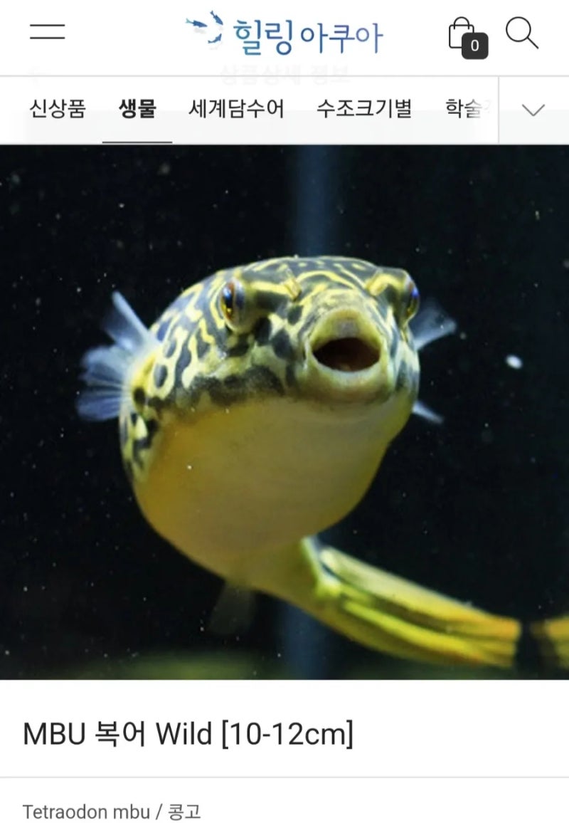 힐링아쿠아 수족관의 신기한 담수복어 살펴보기 : 네이버 블로그, image size:800x1156