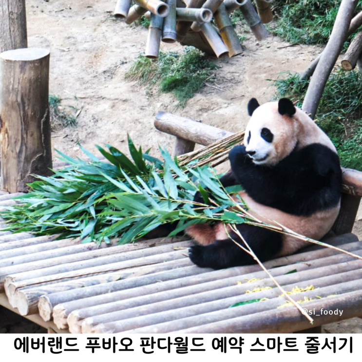  에버랜드 푸바오 판다월드 예약 안하고 성공 스마트줄서기 실패