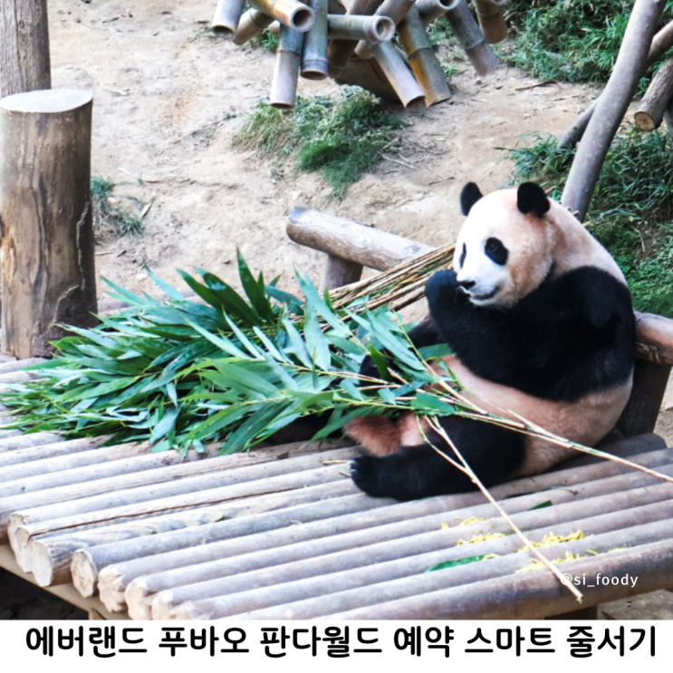 에버랜드 푸바오 판다월드 예약 안하고 성공 스마트줄서기 실패