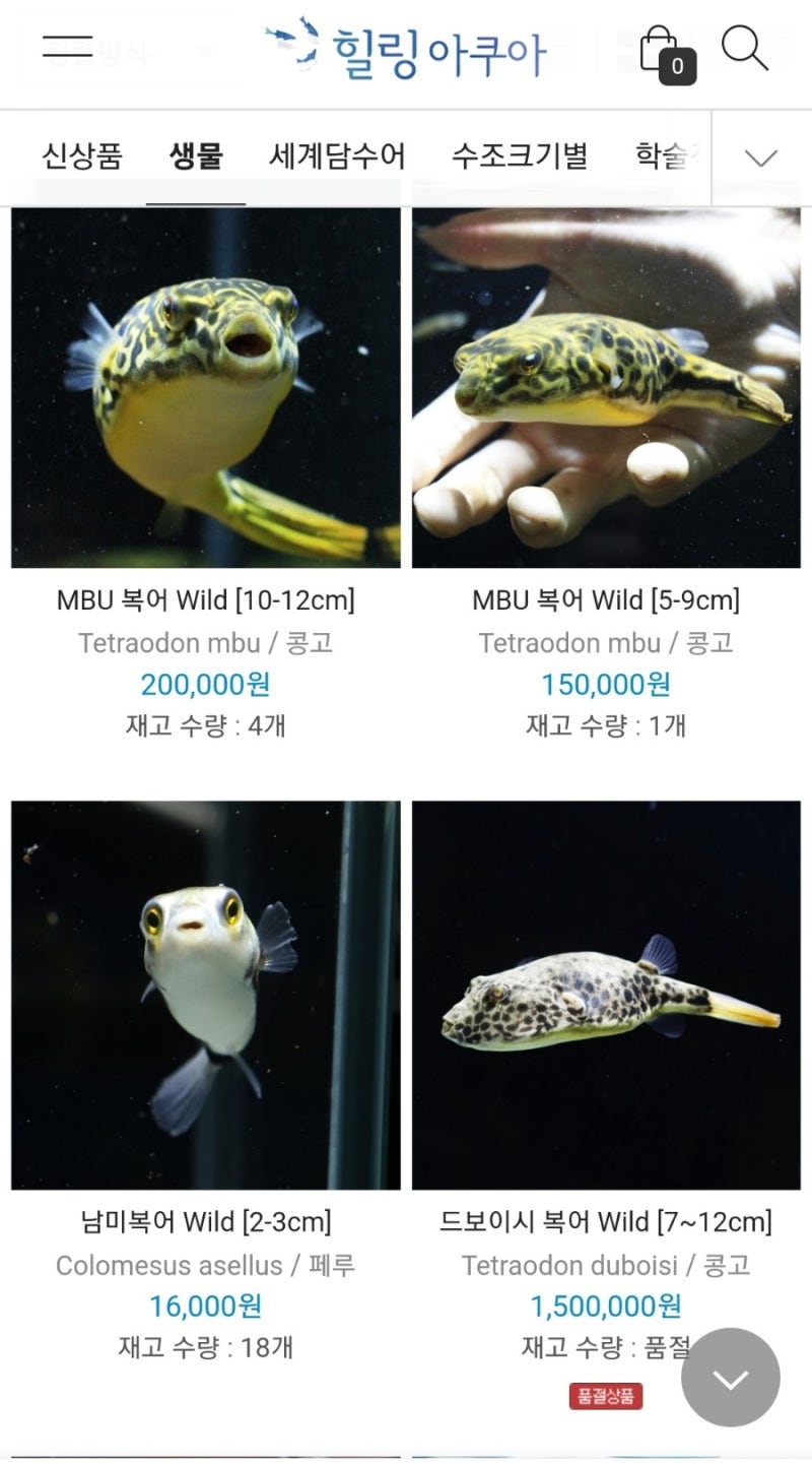 힐링아쿠아 수족관의 신기한 담수복어 살펴보기 : 네이버 블로그, image size:800x1441