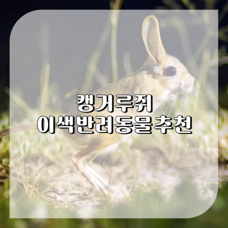  희귀 반려동물 추천 ,귀여운 애완동물 종류 캥거루쥐