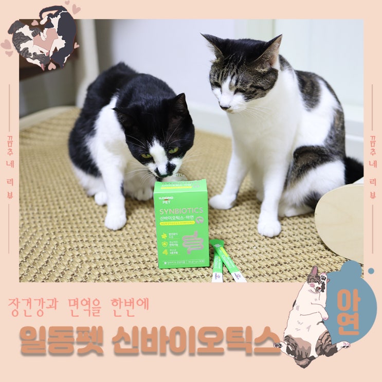  고양이 면역유산균 일동펫 신바이오틱스 아연으로 고양이 장건강과 면역을 한번에