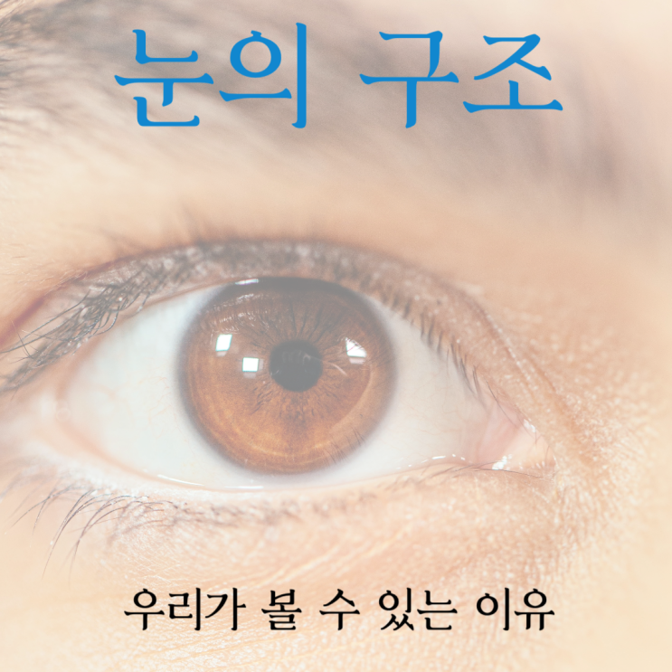  눈의 구조와 해부학적 설명 _ 우리가 볼 수 있는 이유