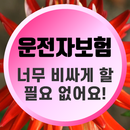  운전자보험료 얼마일까? 운전자보험 가격 비교 해보시면 깜짝 놀랄 겁니다!