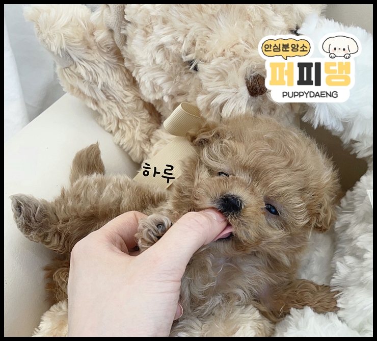  청주애견입양 안심했던 곳
