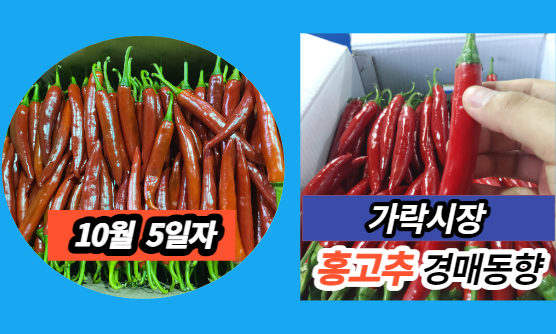  [경매사 일일보고] 10월 5일자 가락시장 홍고추 경매동향을 살펴보겠습니다!