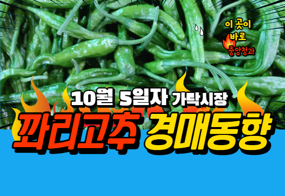  [경매사 일일보고] 10월 5일자 가락시장 꽈리고추 경매동향을 살펴보겠습니다!