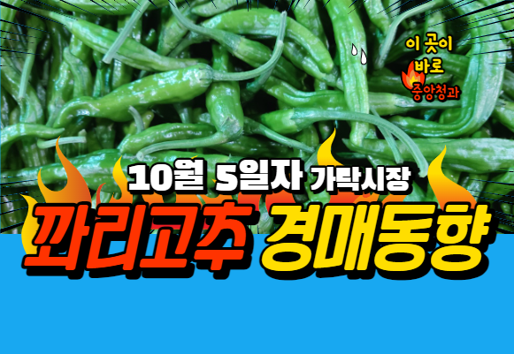 [경매사 일일보고] 10월 5일자 가락시장 꽈리고추 경매동향을 살펴보겠습니다!