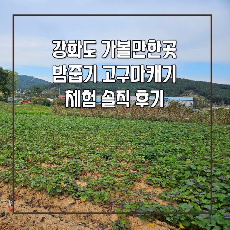 인천 강화도 밤줍기 고구마캐기 체험 보물창고 농장 추천 비추천 후기