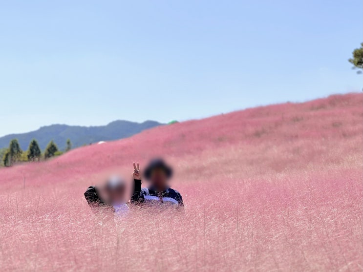  [경남] 합천 가볼만한 곳/신소양체육공원/핑크뮬리