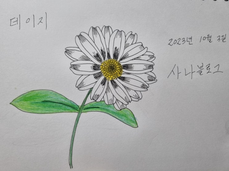  데이지 손그림