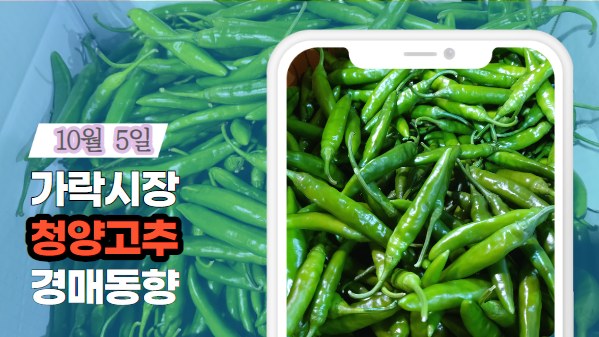  [경매사 일일보고] 10월 5일자 가락시장 청양고추 경매동향을 살펴보겠습니다!