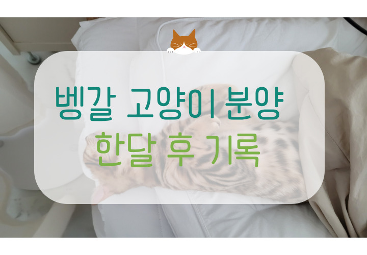  뱅갈 고양이 분양 한 달 후기