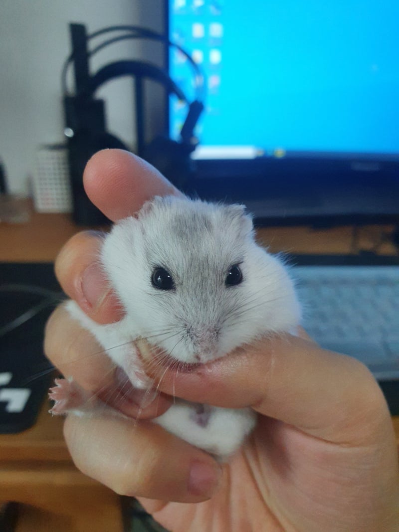 젖먹이 햄스터가 뒷다리 앞발은 주위를 것처럼 감싸고 있습니다 카메라쪽을 바라봅니다 — 스톡 사진 © NynkevanHolten  #463962576, image size:800x1067