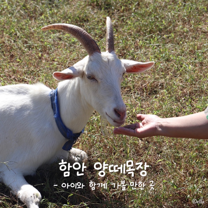  함안 양떼목장 정보 및 후기 | 경남 함안 아이와 함께 가볼 만한 곳
