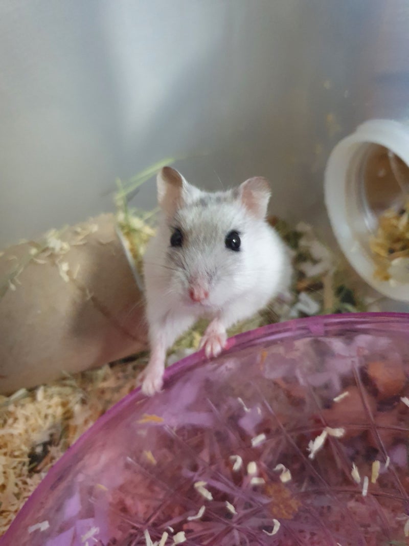 우리 햄스터 이 부위, 괜찮은 건가? : r/hamstercare, image size:800x1067