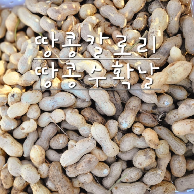  땅콩 칼로리, 텃밭 땅콩수확