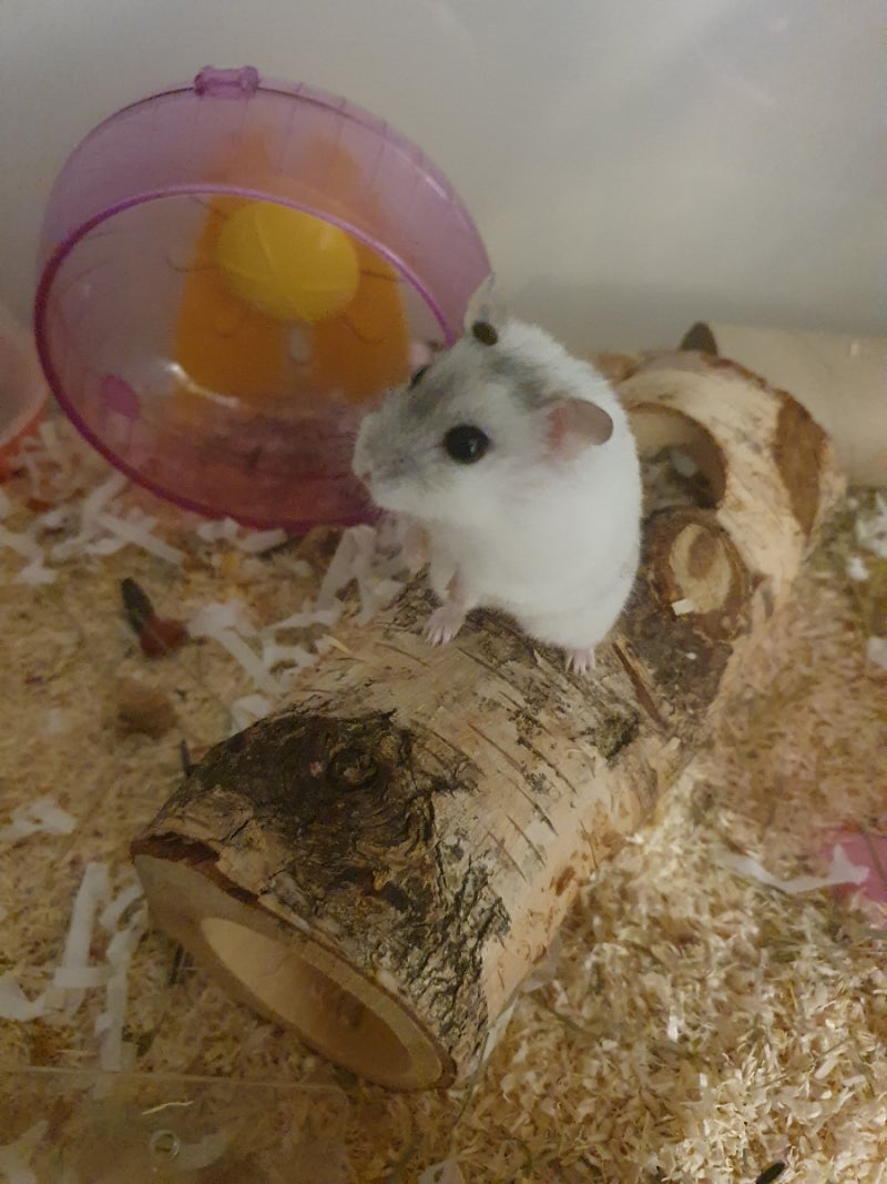 CRISPR/Cas9 복잡 한 Pronuclear를 주입 하 여 유전자 조작된 골든 시리아 햄스터의 생산, image size:800x1067