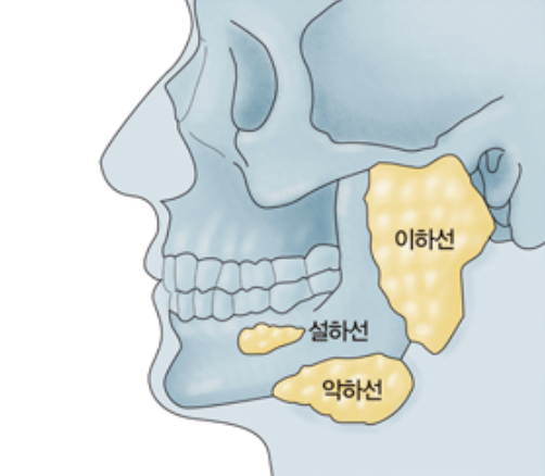 타석증? 침샘염? 이런 곳에도 염증이?! 타석증 | 침샘염 | 볼거리 | 이하선염 | 귀밑 턱밑 멍울 ....
