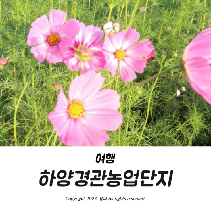  경산 아이와 가볼만한곳 대부잠수교 하양경관농업단지 가을만끽