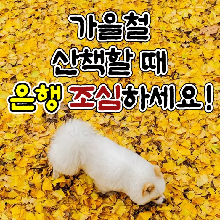  가을철 산책할때 은행 조심하세요.