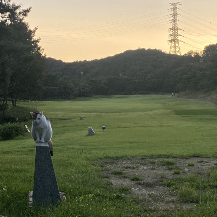  안성 신안cc 추석 야간라운딩 오렌지 토마토 코스 후기 (홀별공략)
