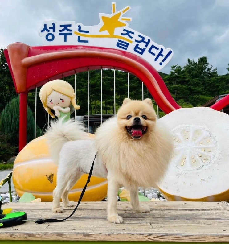  강아지와 함께 명절을 보낸다는 것(feat.성주휴게소)