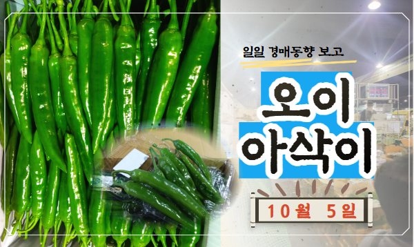  [경매사 일일보고] 10월 5일자 가락시장 오이아삭이 경매동향을 살펴보겠습니다!