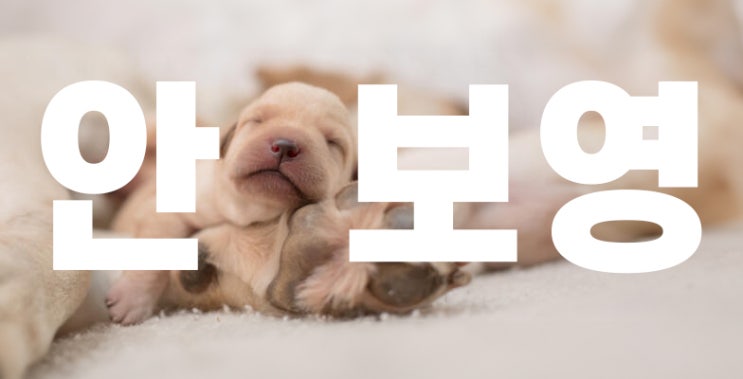  새끼 강아지 눈 뜨는 시기
