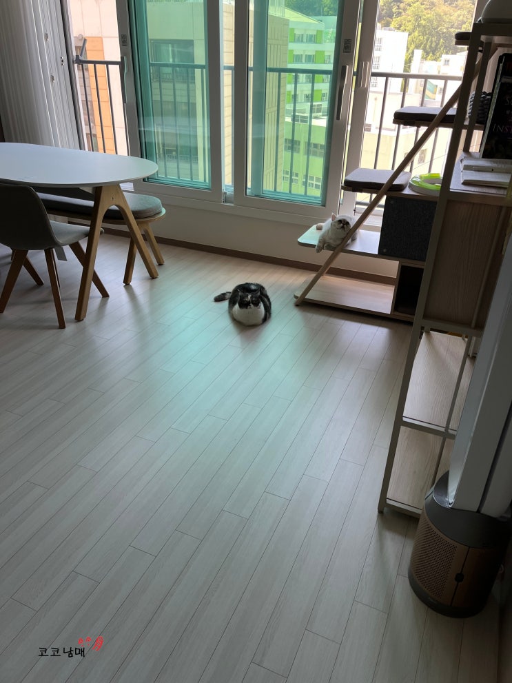  연휴 끝 다음 날의 집사 / 카카오페이 댕댕이 vs 댕냥이 / 식전영상 만들기