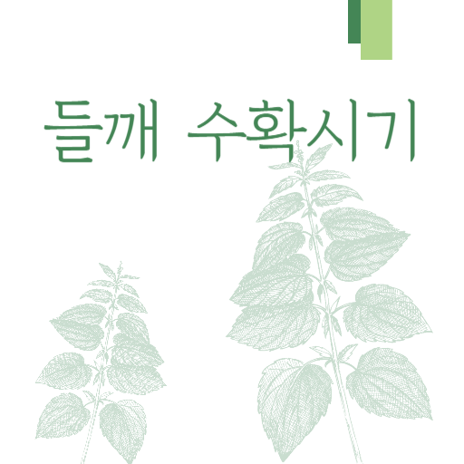  2023 들깨 수확 시기