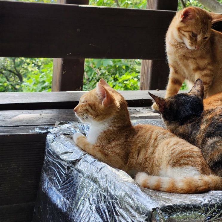  경기 파주 심학산