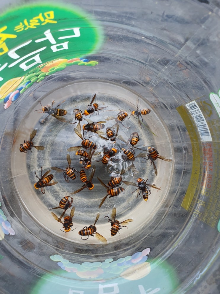 기후 탓인지 올해는 말벌들이 이상합니다. 말벌들이 대폭 줄어들었습니다
