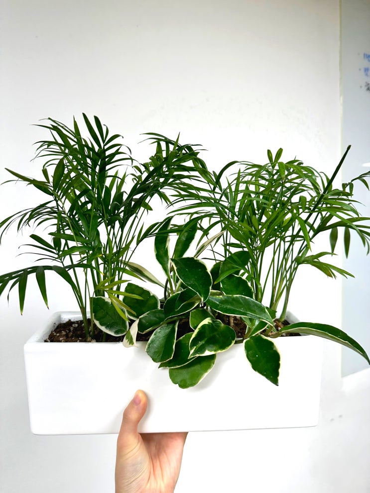 사무실 식물들 근황 (테이블야자, 행운목, 아글레오네마 키우기)
