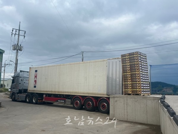  해풍으로 키운 명품 신안배 총 400톤 물량, 올해 첫 미국 수출 시작