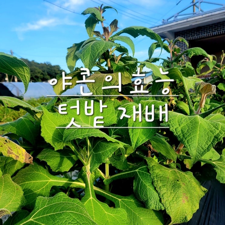  야콘 효능, 영양성분 알아보며 재배하기