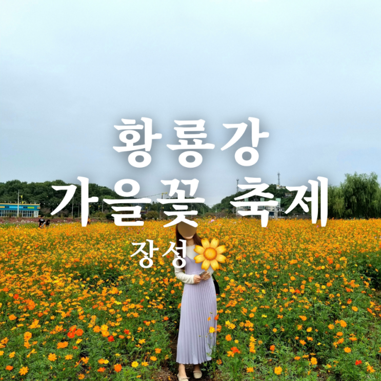  전남 가볼만한 곳 장성 황룡강 가을꽃 축제 일정 안내