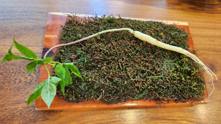  원당맛집 [ 초애삼계탕 ] 심마니 장뇌전복삼계탕최애삼계탕집 산삼배양근 더덕 튀김 몸보신 끝장 메뉴