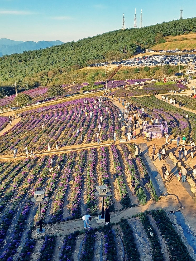  거창 감악산 아스타 국화 20231002 개화 상태
