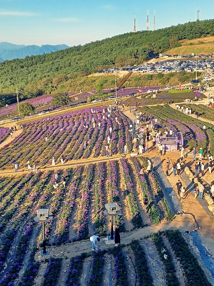 거창 감악산 아스타 국화 20231002 개화 상태