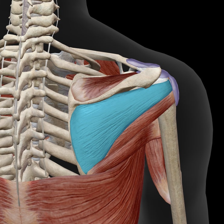  가시아래근(극하근, Inpraspinatus)