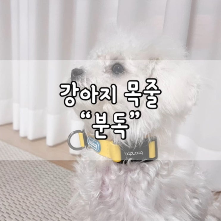  분독 / 분독 방수 조이 목줄 / 분독 방수 목줄 / 강아지 목줄 / 강아지 목줄 추천 / 강아지 산책용품 / 내돈내산