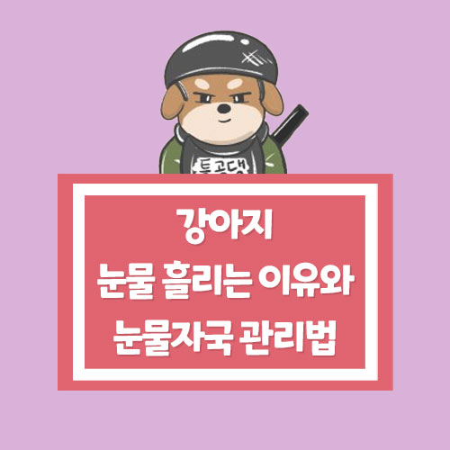  강아지가 눈물 흘리는 이유와 눈물 자국 관리 방법