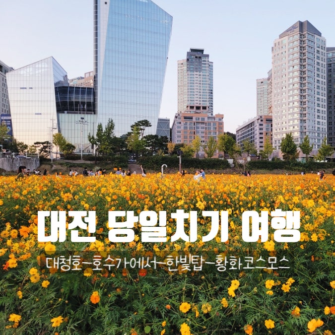  대전 여행코스 대청호-호수가에서-한빛탑-황화코스모스