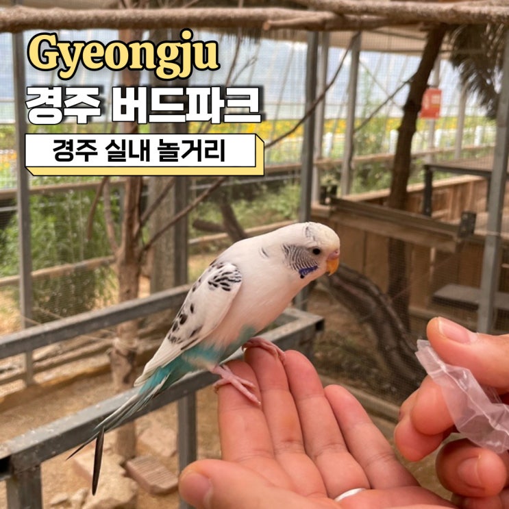  경주 실내 놀거리, 경주 버드파크 할인 및 입장료 주차정보