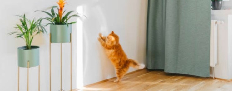 고양이 벽지 뜯는 행동의 원인과 예방방법