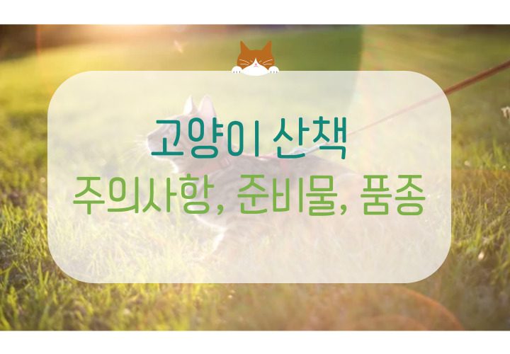  고양이 산책 주의할 점, 준비물, 품종