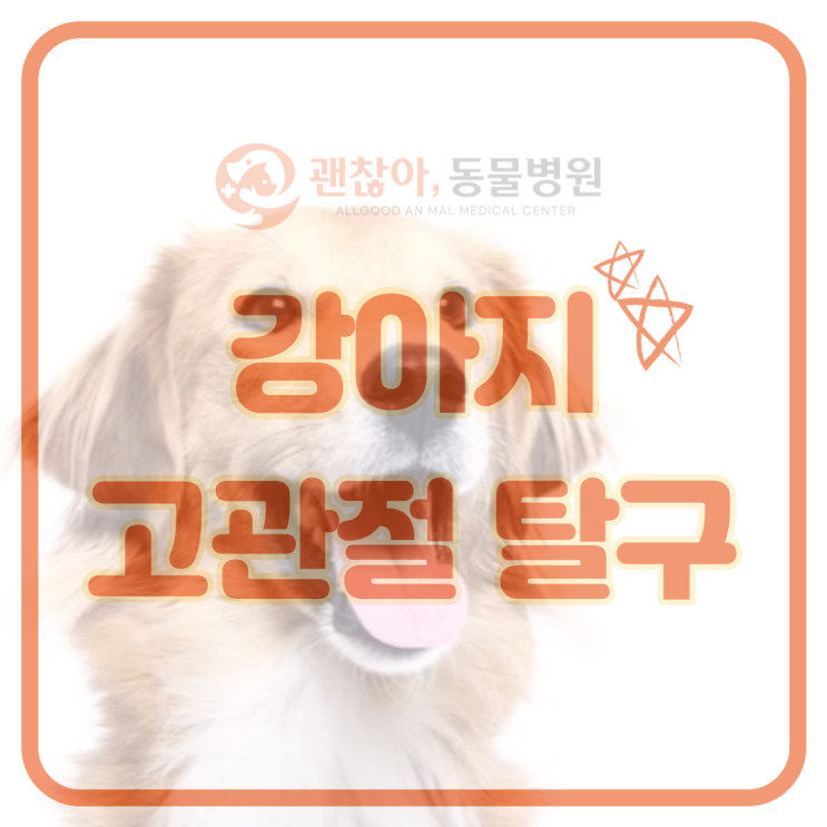  강아지 고관절 탈구 원인과 증상에 대해 알아봐요! [평택 고덕 괜찮아 동물병원]