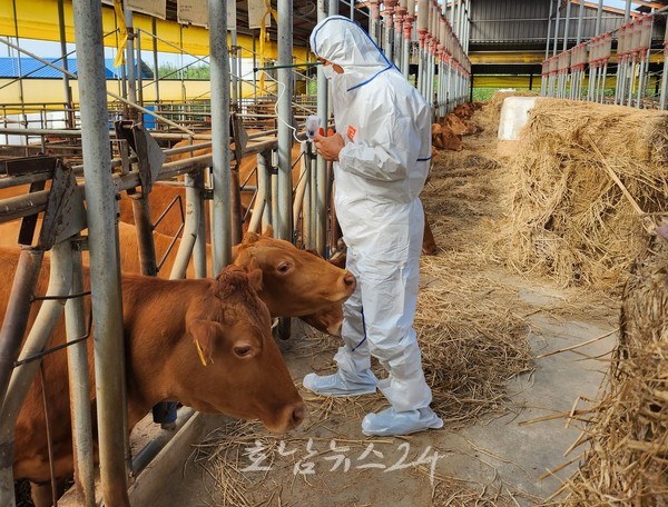  전남도, 소·염소 77만 8천여 마리 구제역 백신 일제 접종 시작